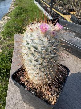 Mammillaria bombycina